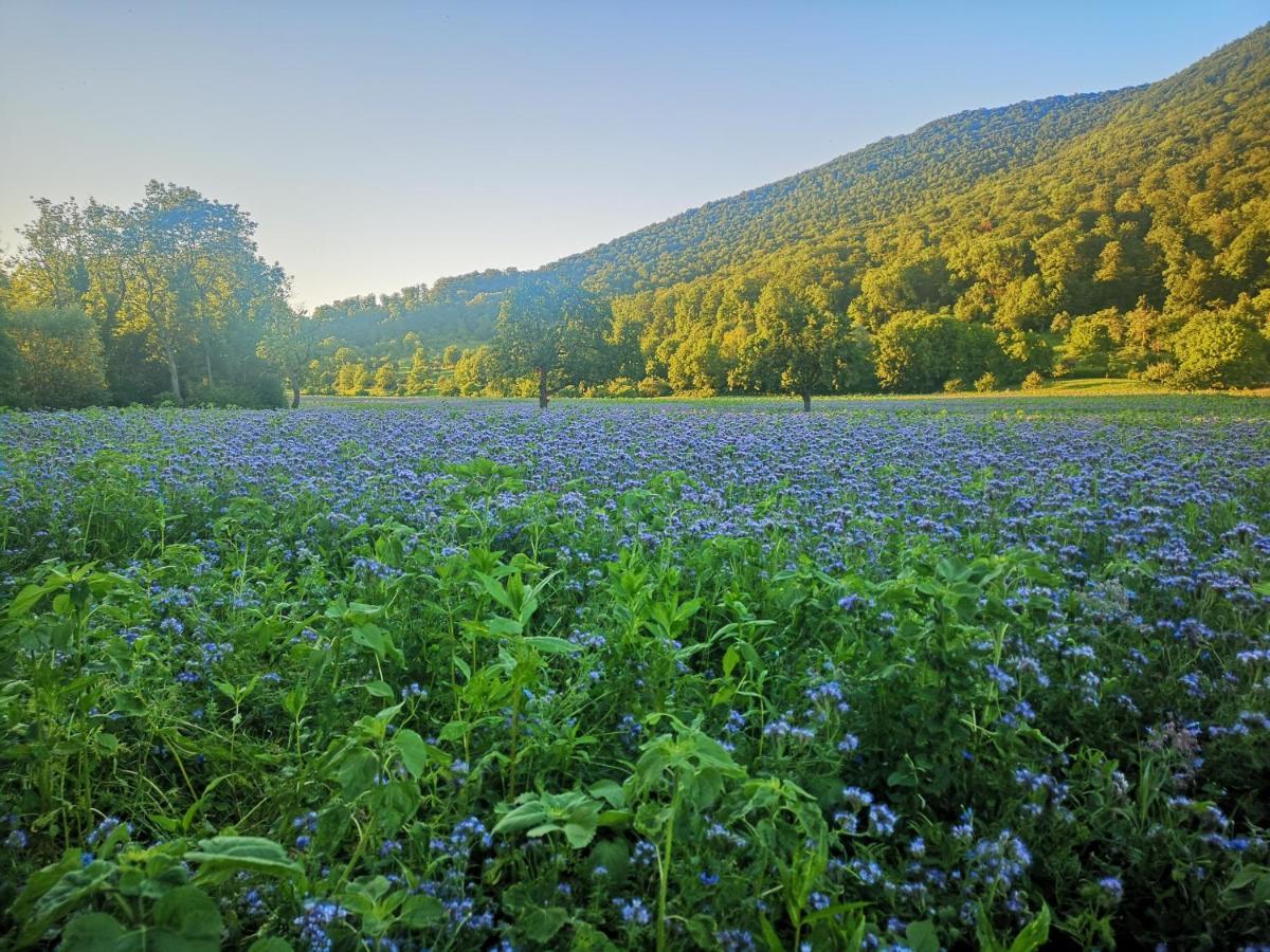 Ferienwohnung Im Haus Lotus Mit Grossem Balkon Und Garten Bad Urach Eksteriør bilde
